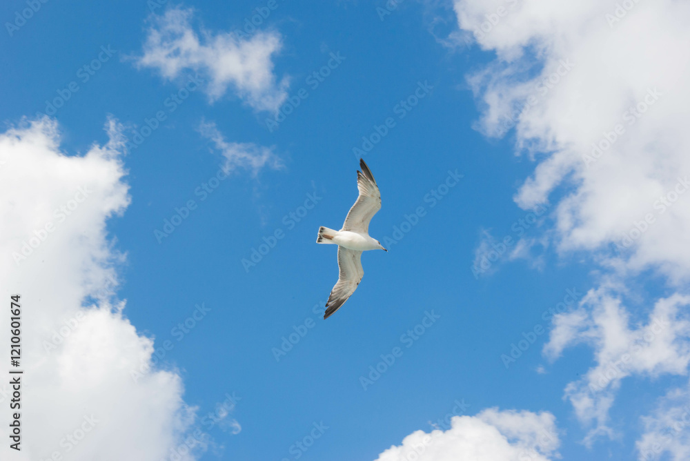 Fototapeta premium One seagull flies in the sky over Istanbul