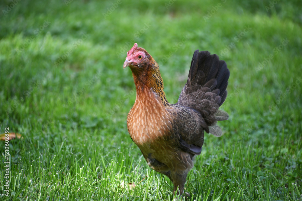 Fototapeta premium English Game Hen Chicken in the grass