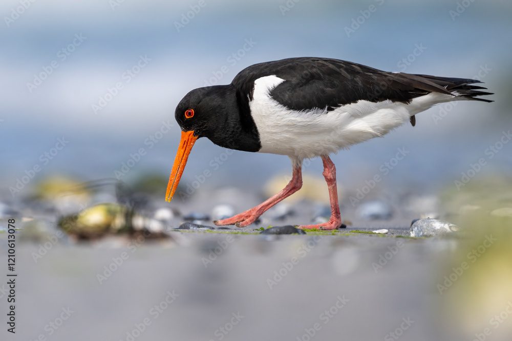 Austernfischer auf der Nahrungssuche am bunten Strand von Helgoland Austernfischer auf der Nahrungssuche am bunten Strand von Helgoland