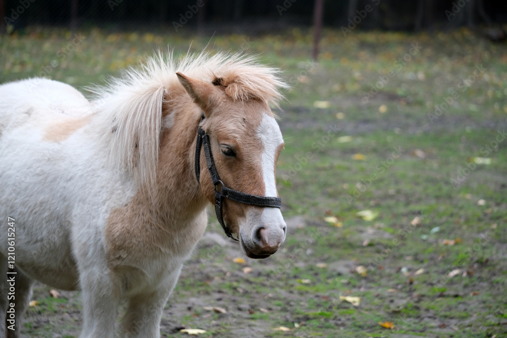 Obraz premium A small pony with a white body and tan patches enjoys a quiet moment in a grassy field. The setting features scattered autumn leaves and a backdrop of trees, conveying a peaceful atmosphere.