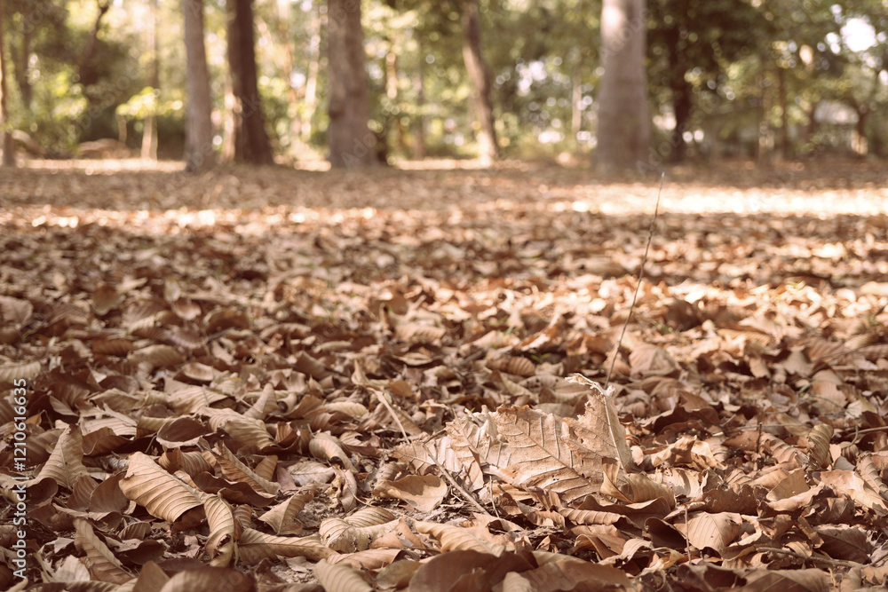 Dried leaves on the ground in the winter Dried leaves on the ground in the winter