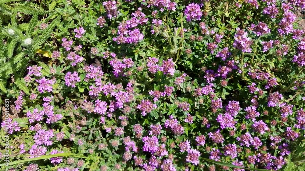 bee collects nectar on creeping thyme (Thymus serpyllum) bee collects nectar on creeping thyme (Thymus serpyllum)
