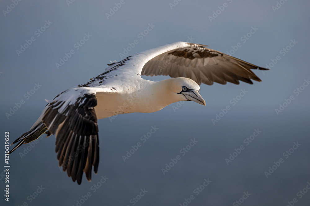 Basstölpel fliegt majestätisch über dem Meer Basstölpel fliegt majestätisch über dem Meer