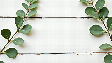 Eucalyptus branches and leaves on wooden rustic white background. Minimal background eucalyptus on white board. Flat lay, top view, copy space