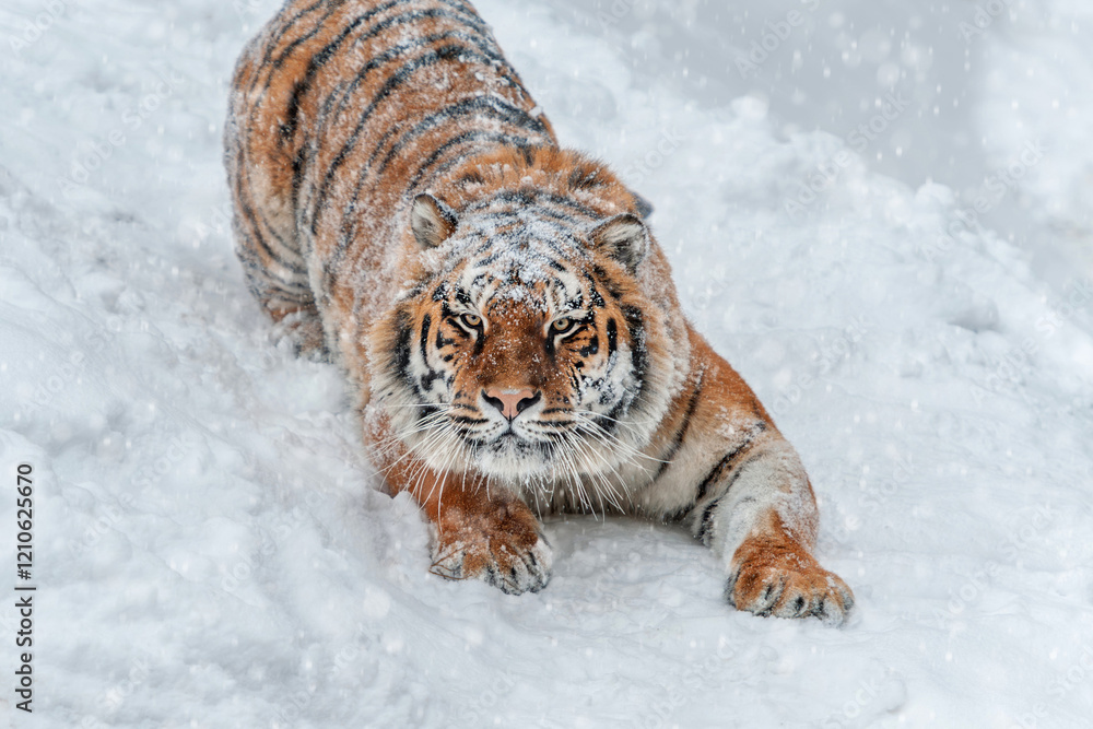 Obraz premium A majestic tiger prowls through the snowfall in a winter landscape, showcasing its strength and beauty in a serene, snowy environment
