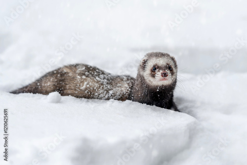 A curious ferret explores a snowy landscape during winter, showcasing its playful nature amidst the white blanket of snow photo