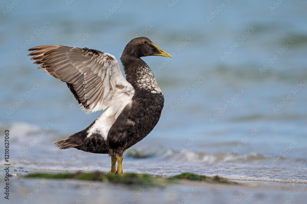 Fototapeta premium Eiderente schwingt die Flügel am Strand von Helgoland