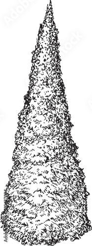 Hand draw sketch thuja or cypress tree in monochrome color. Vector illustration plant isolated on white background.