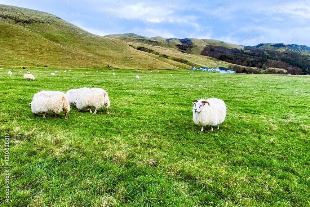 Fototapeta premium Icelandic Sheep grazing