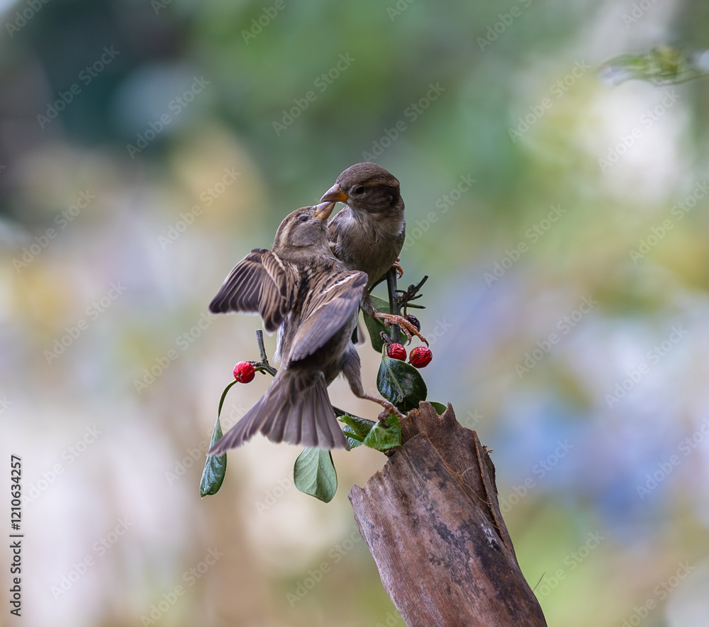 In winter, disputes over food offer excellent postures for birds, such as sparrows.