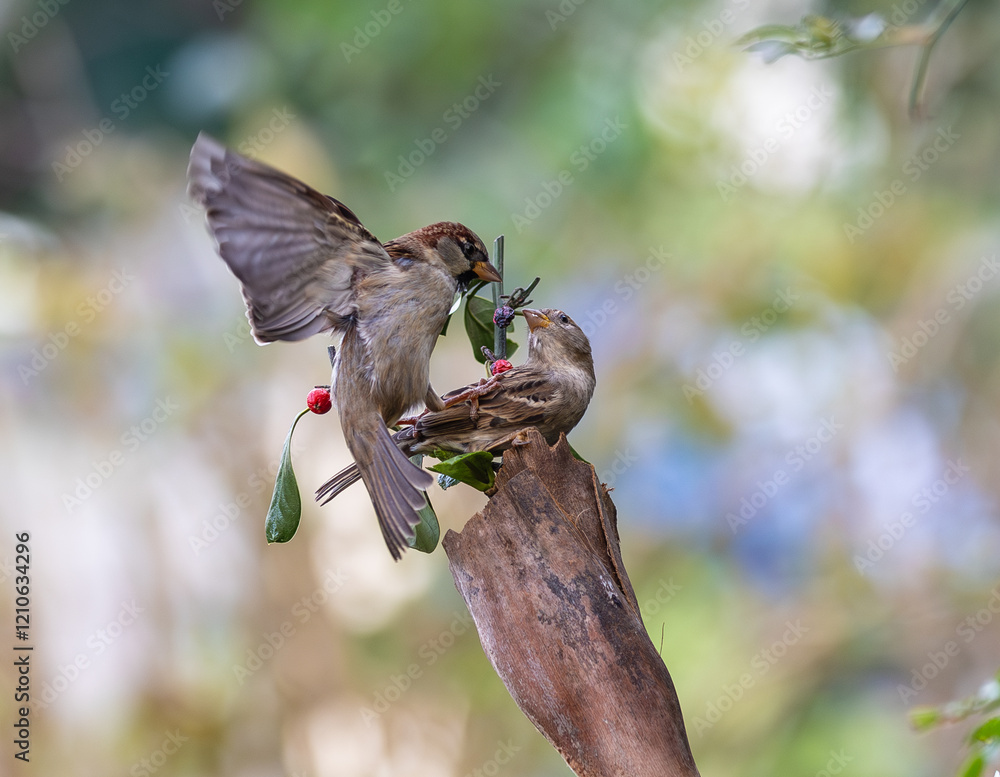 In winter, disputes over food offer excellent postures for birds, such as sparrows.