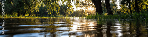 Floodwater Reflecting Sunlight in Wooded Area