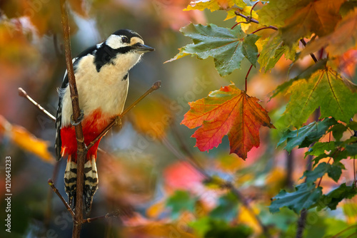 a large woodpecker bird sits on a tree branch among bright colorful autumn fo...