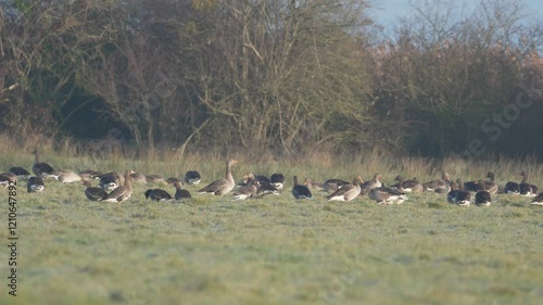 groupe d'oie cendrée (anser anser) se nourrissant dans une prairie