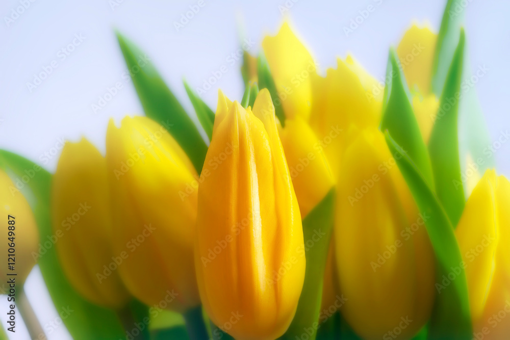 Group of Soft Glow Tulip Flowers with Dark Green Leaves Group of Soft Glow Tulip Flowers with Dark Green Leaves