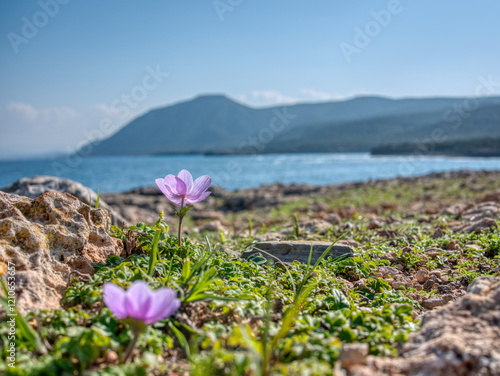Close-Up of a Flower with Moutti tis Sotiras Summit. Cyprus
