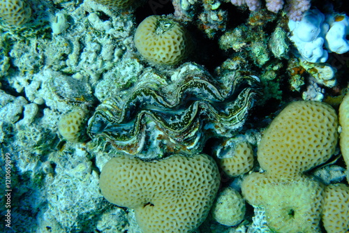 Maxima clam or small giant clam (Tridacna maxima) undersea, Red Sea, Egypt, Sharm El Sheikh, Montazah Bay photo