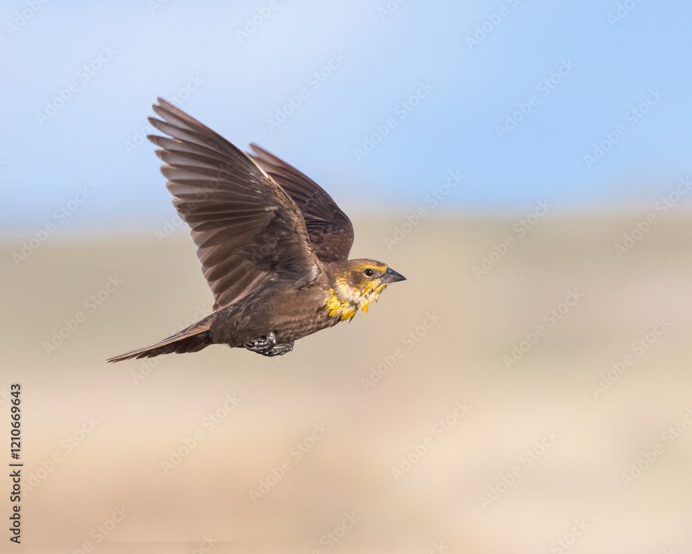A female yellow-headed blackbird in flight. A female yellow-headed blackbird in flight.