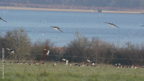 atterrissage d'un groupe d'oie cendrée (anser anser)