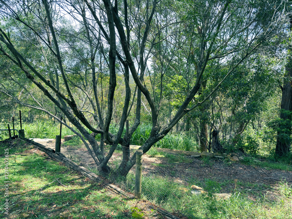 Photograph of an old and deteriorating gum tree near a fence adjoining a large regional forest in the Blue Mountains in New South Wales, Australia. Photograph of an old and deteriorating gum tree near a fence adjoining a large regional forest in the Blue Mountains in New South Wales, Australia.