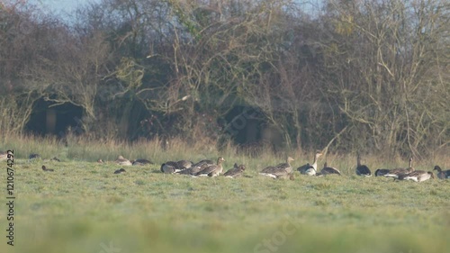 oie rieuse (anser albifrons) parmi un groupe d'oie cendrée (anser anser)