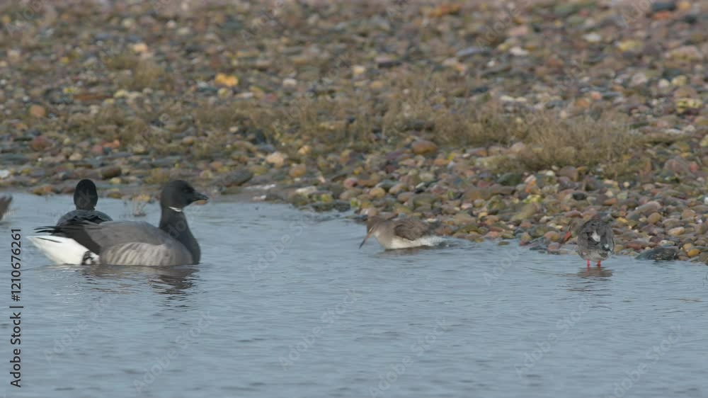 Brent Goose, Branta bernicla - birds on winter marshes, Devon, England Brent Goose, Branta bernicla - birds on winter marshes, Devon, England