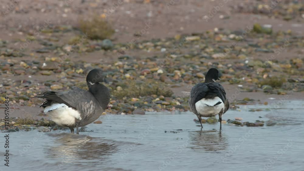 Brent Goose, Branta bernicla - birds on winter marshes, Devon, England Brent Goose, Branta bernicla - birds on winter marshes, Devon, England