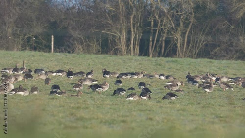 oie cendrée (anser anser) se nourrissant dans l'herbe
