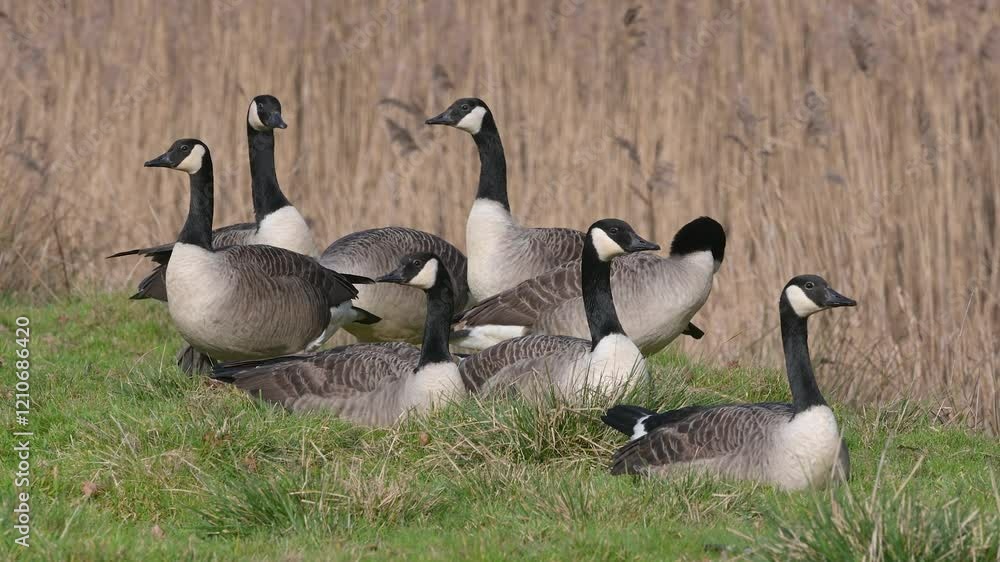 Canada Goose, Branta canadensis birds on winter Marshes, Devon, England Canada Goose, Branta canadensis birds on winter Marshes, Devon, England