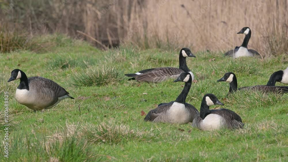 Canada Goose, Branta canadensis birds on winter Marshes, Devon, England Canada Goose, Branta canadensis birds on winter Marshes, Devon, England