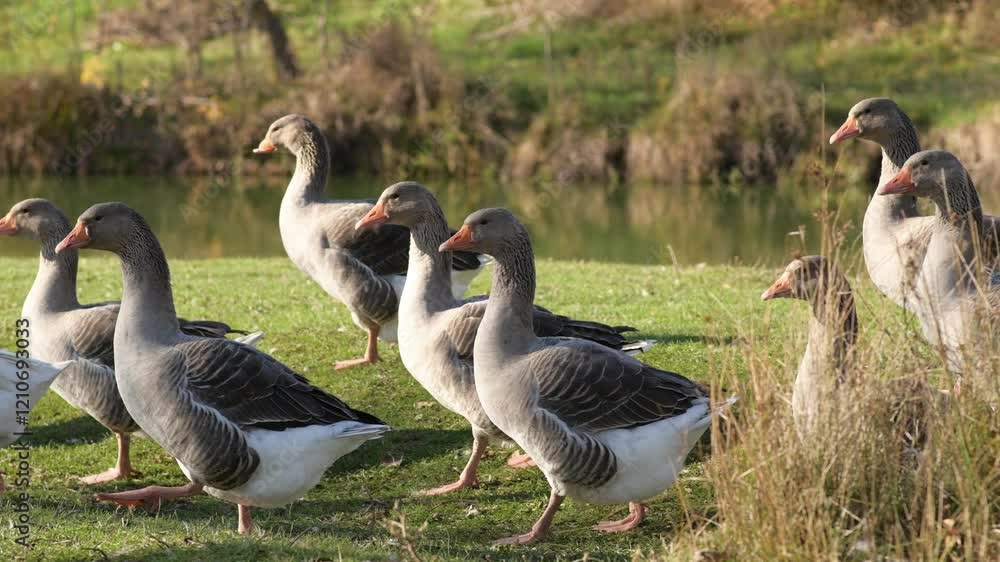 Domestic geese walking on green grass by a riverside on a sunny day Domestic geese walking on green grass by a riverside on a sunny day