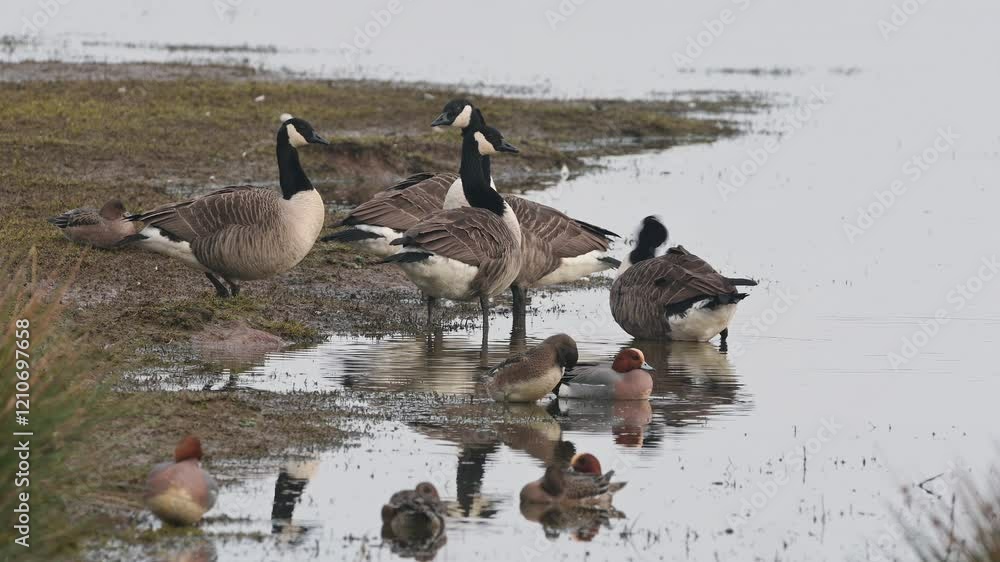 Canada Goose, Branta canadensis birds on winter Marshes, Devon, England Canada Goose, Branta canadensis birds on winter Marshes, Devon, England
