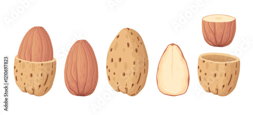 Cartoon almonds. Delicious tasty almond snack, raw almonds in shell flat vector illustration. Crunchy almond nuts on white background