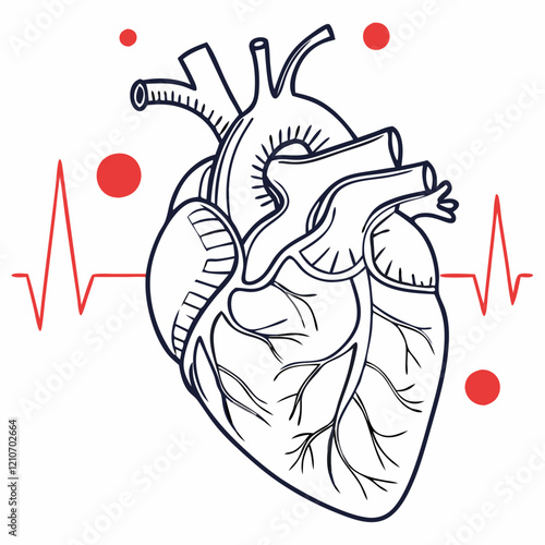 Stylized heart anatomy illustration with ECG rhythm line and blood cells, medical diagram in blue and red on white background. Concept of cardiology, healthcare education, heart monitoring