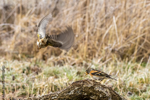 Bergfinken (Fringilla montifringilla) am Futterplatz photo