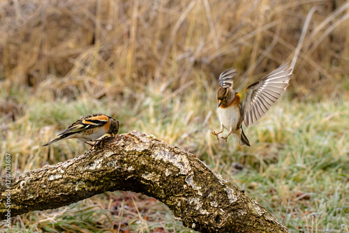 Bergfinken (Fringilla montifringilla) am Futterplatz photo