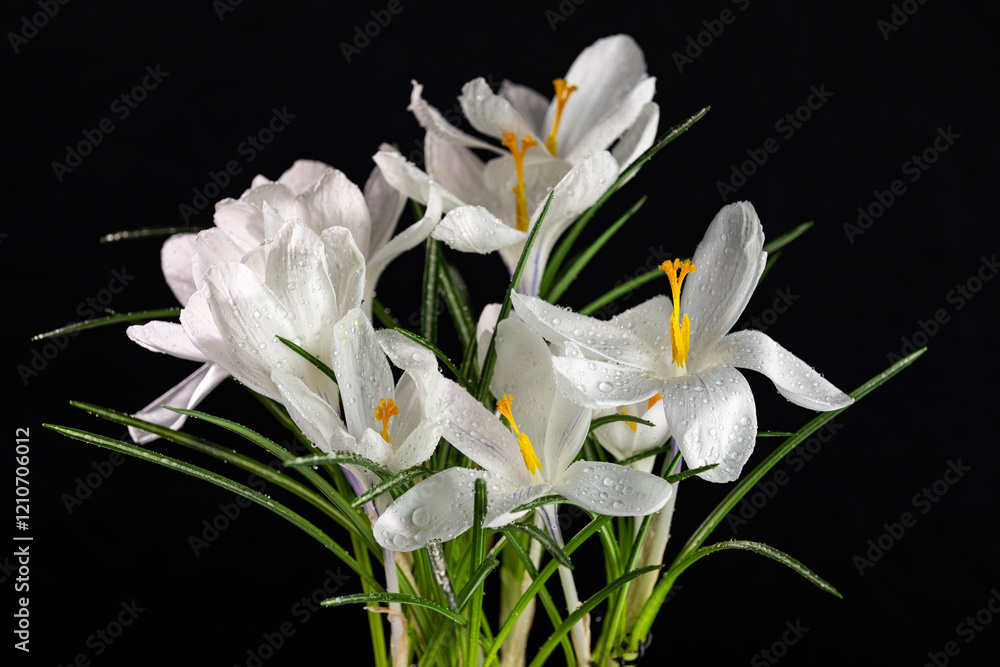 White crocuses blooming with water drops on black background White crocuses blooming with water drops on black background