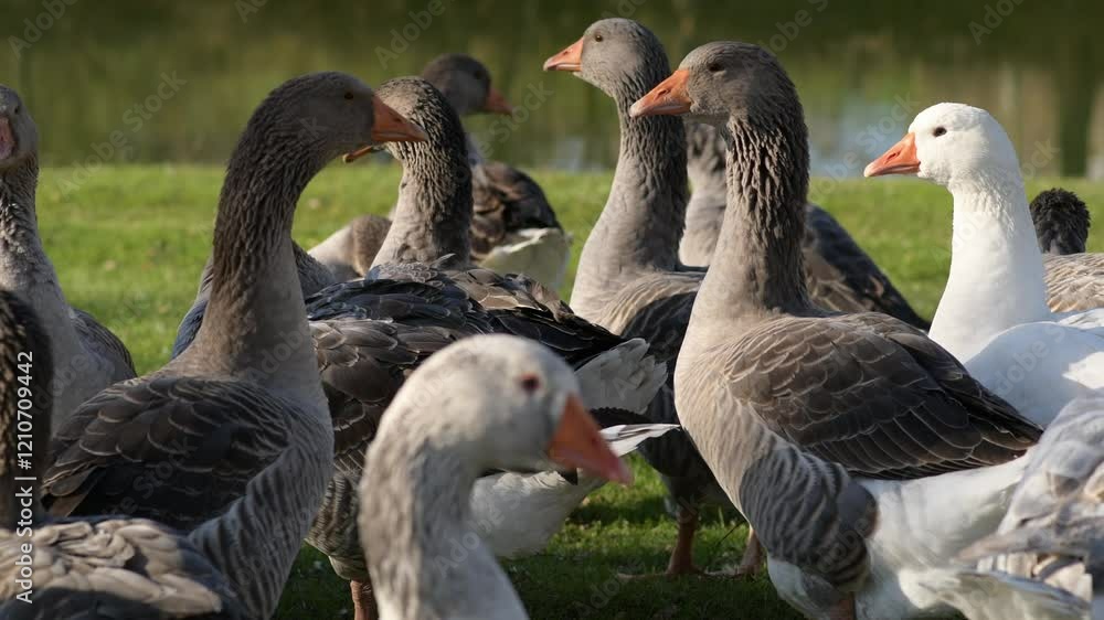 Gray geese standing on green grass on a sunny day, close-up Gray geese standing on green grass on a sunny day, close-up