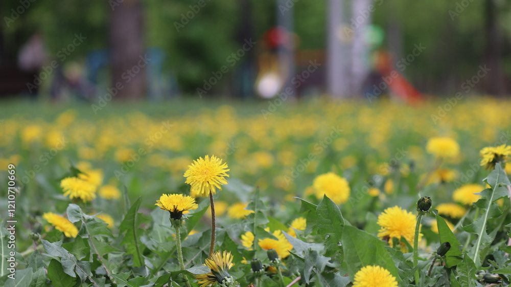 Obraz premium flowers in a field