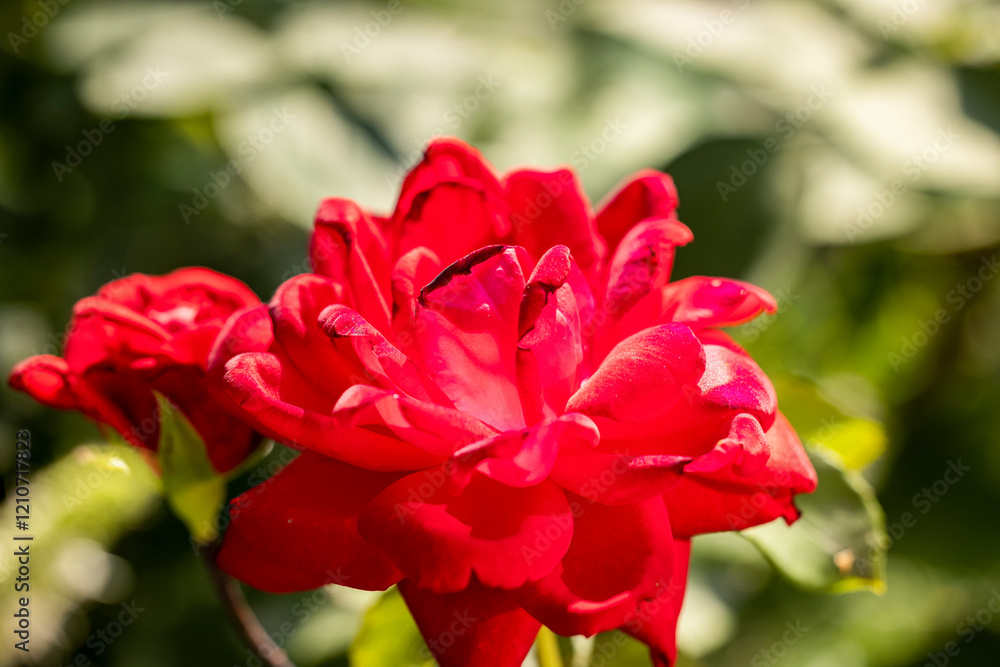 Red rose blooming in summer sunlight with blurred green background Red rose blooming in summer sunlight with blurred green background