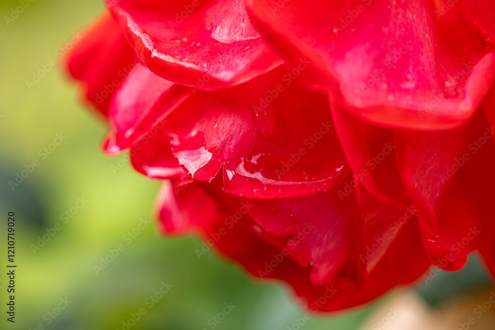 Close up of water droplets gently resting on vibrant red rose petals Close up of water droplets gently resting on vibrant red rose petals