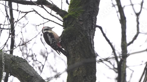 Middle Spotted Woodpecker (Leiopicus medius) sitting in a tree in winter while it is raining heavily photo