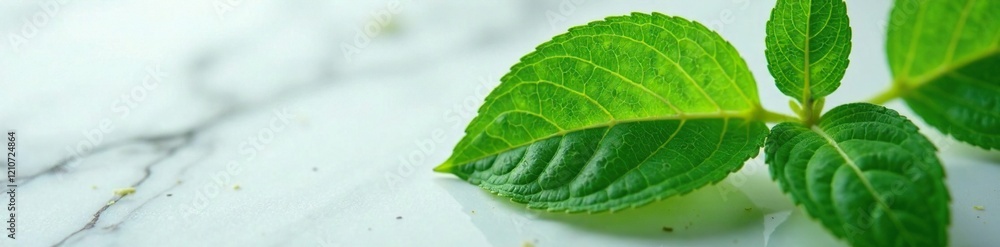 Closeup of Phyllanthus urinaria leaves on marble, herb leaf, closeup, leaf details Closeup of Phyllanthus urinaria leaves on marble, herb leaf, closeup, leaf details