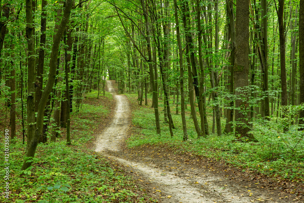 Fototapeta premium Path in green summer forest