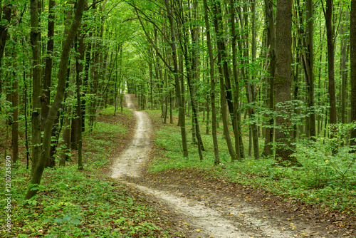 Path in green summer forest