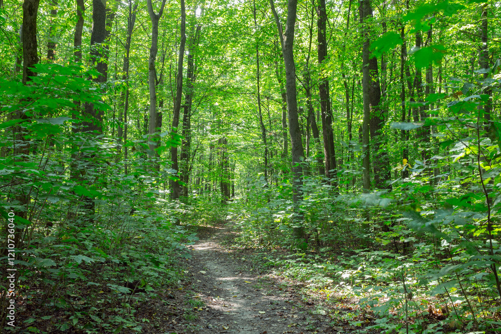 Path in green summer forest