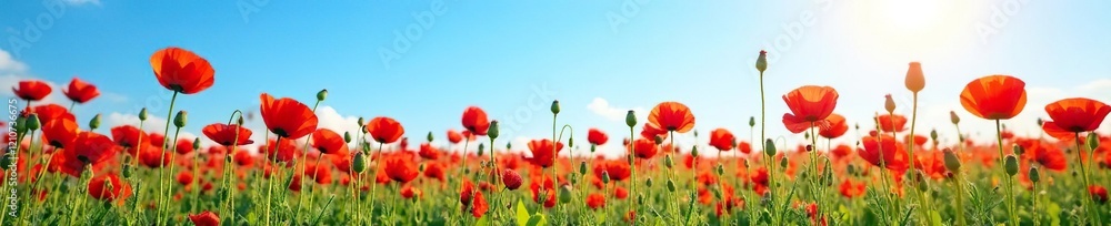 Field of red poppies stretching towards a bright blue sky in summer, blue sky, flowers, sunlit Field of red poppies stretching towards a bright blue sky in summer, blue sky, flowers, sunlit