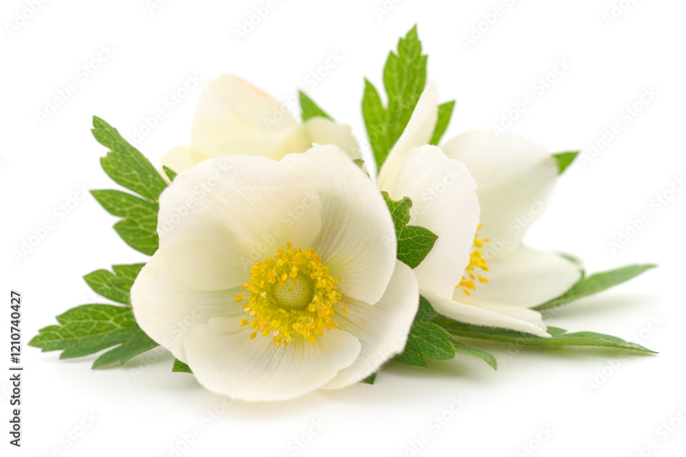 Fototapeta premium Three white flowers.