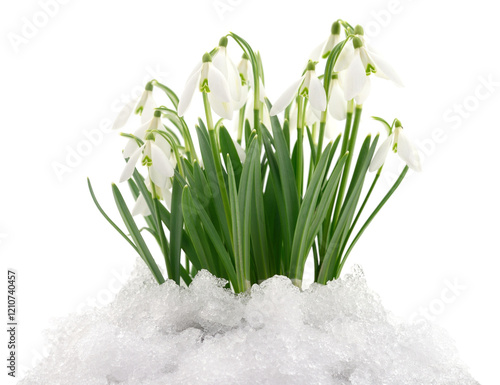 Wallpaper Mural Snowdrops and Snow. Torontodigital.ca