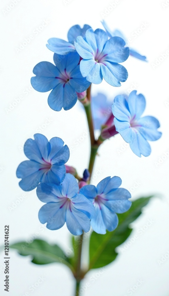 Delicate blue flowers of Brunnera with intricate details on a white background, small, forget me not, flowers